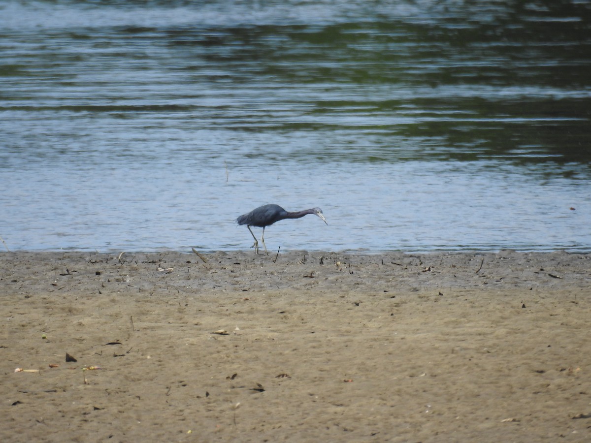 Little Blue Heron - ML641262055