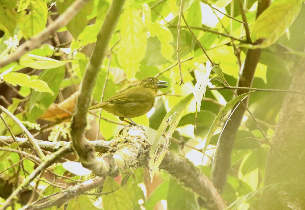 Yellow-lored Tanager - ML641262077