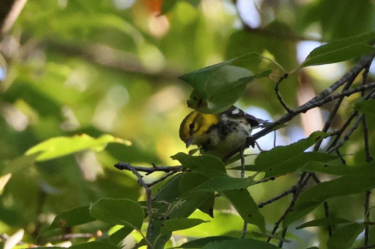 Black-throated Green Warbler - ML641262099