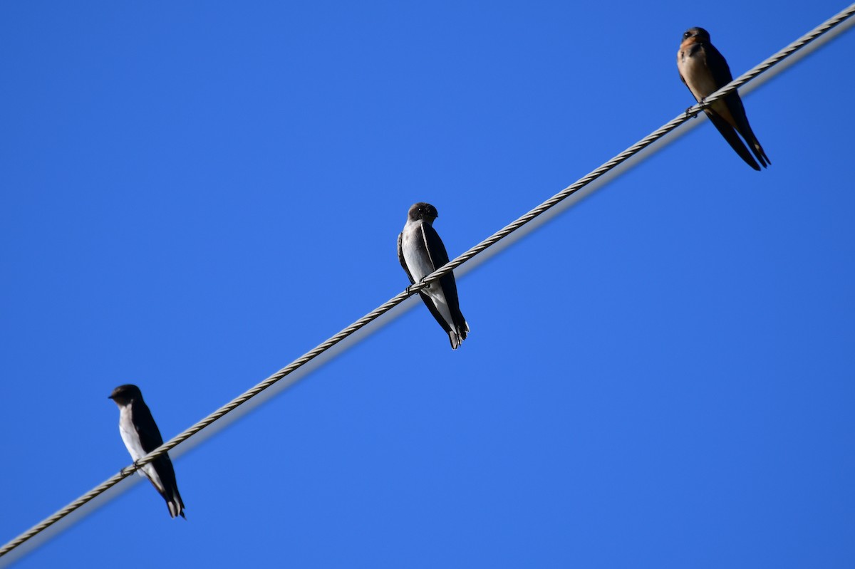 Northern Rough-winged Swallow - ML641262100