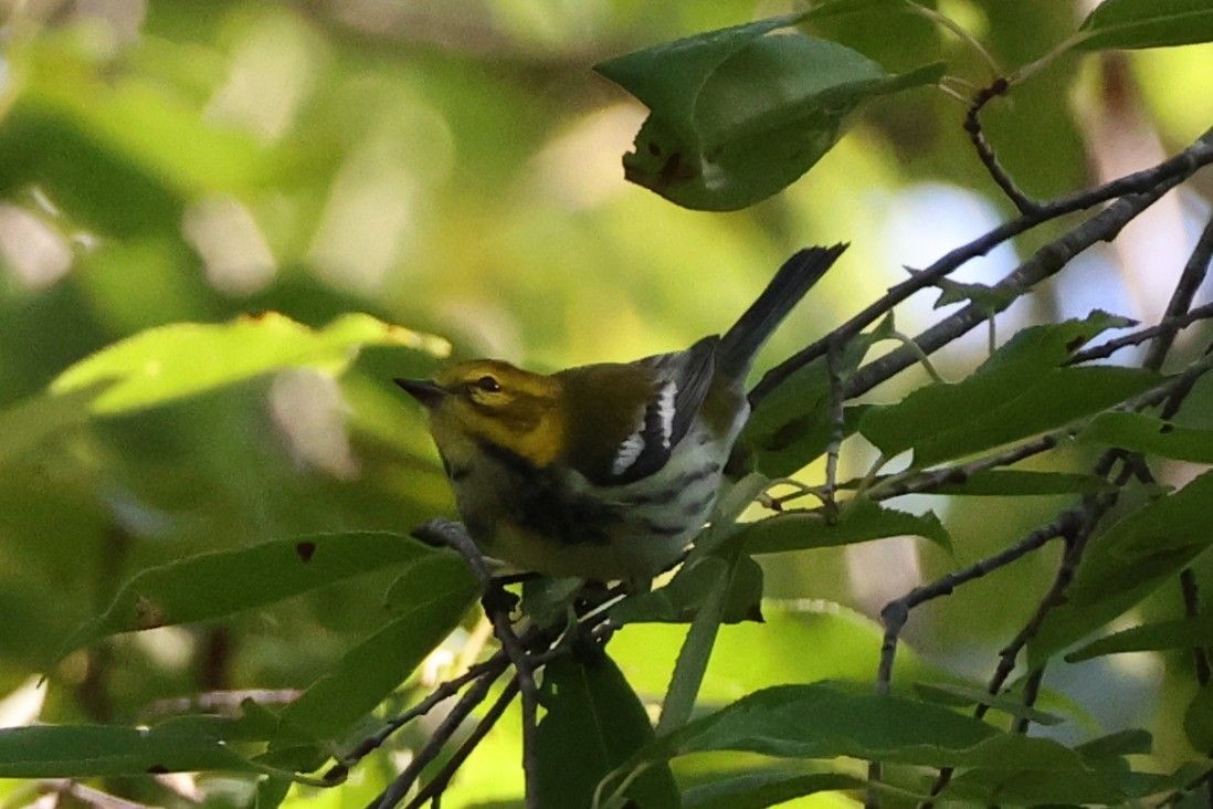Black-throated Green Warbler - ML641262101