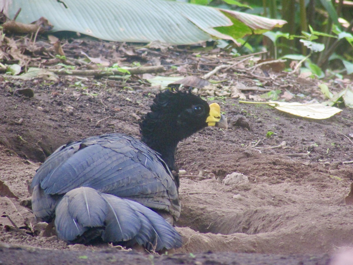 Great Curassow - ML641262134