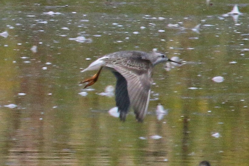 Wilson's Phalarope - ML641262135