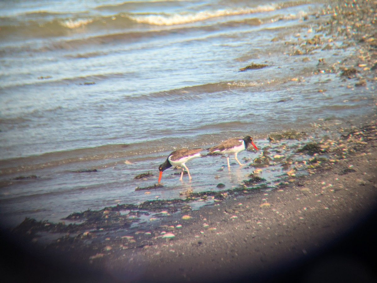 American Oystercatcher - ML641262149