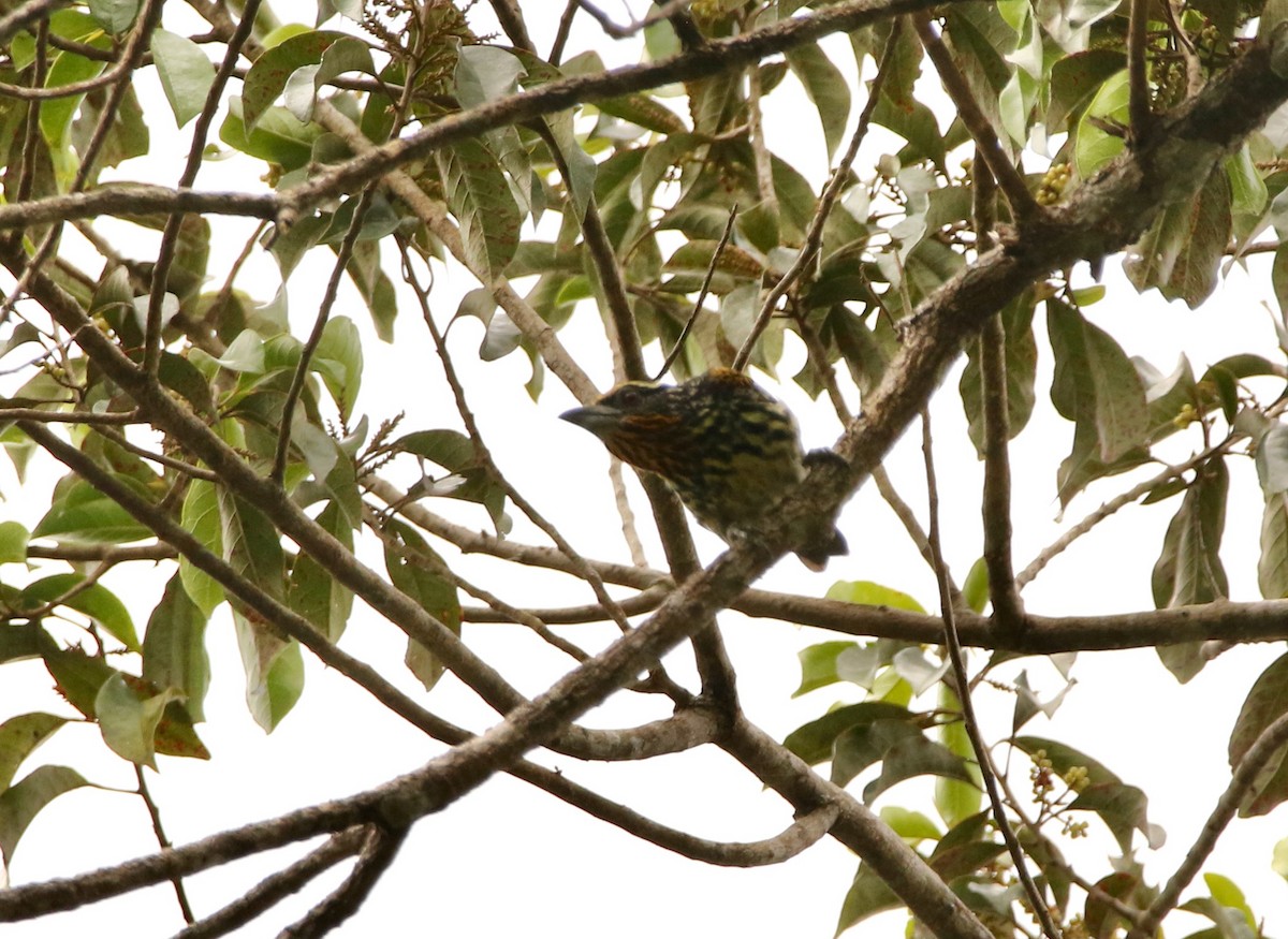 Gilded Barbet - ML641262151