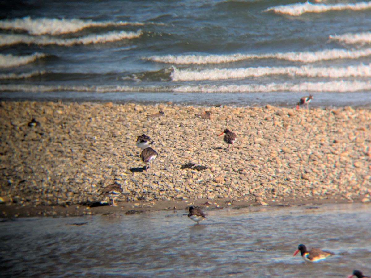 American Oystercatcher - ML641262153