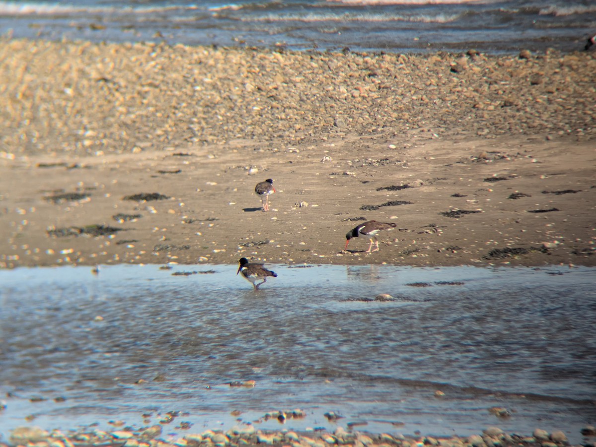 American Oystercatcher - ML641262155