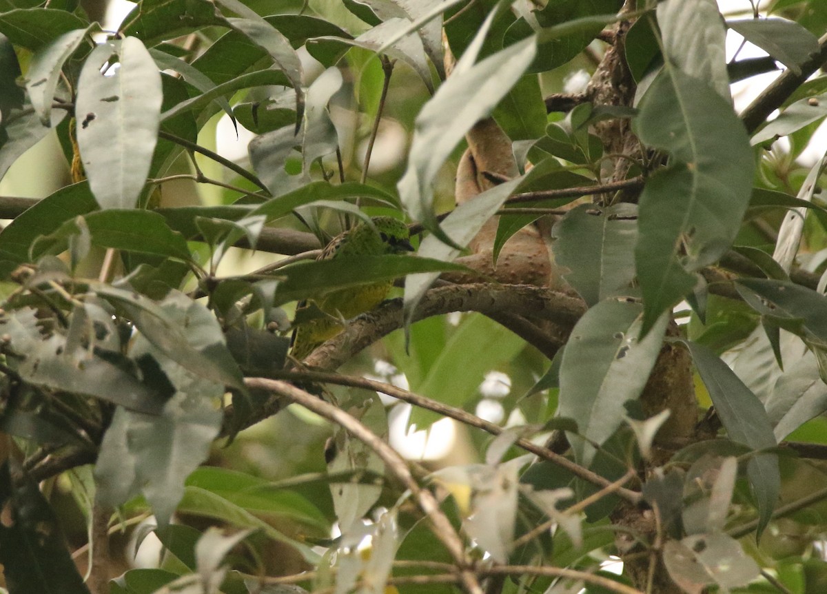 Yellow-bellied Tanager - ML641262174