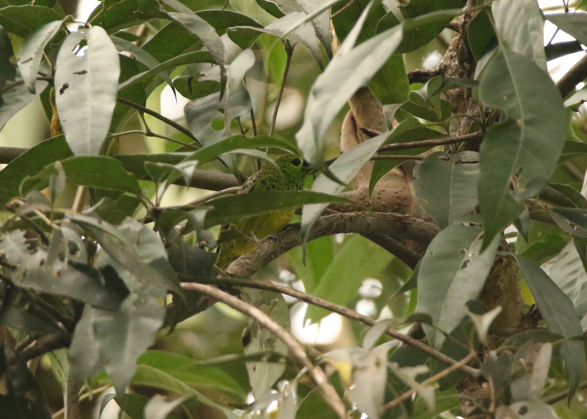 Yellow-bellied Tanager - ML641262175