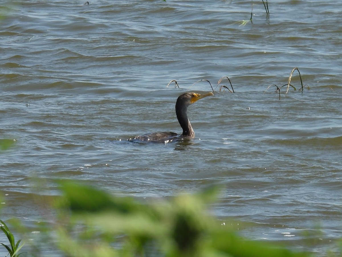 Cormorán Orejudo - ML641262219