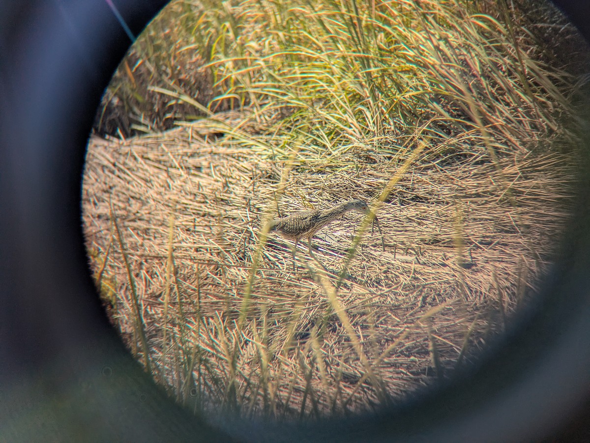 Yellow-crowned Night Heron - ML641262234