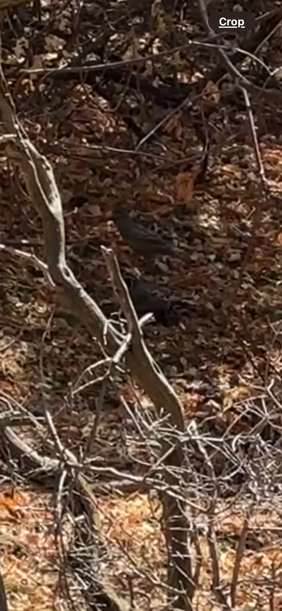 California Quail - ML641262248