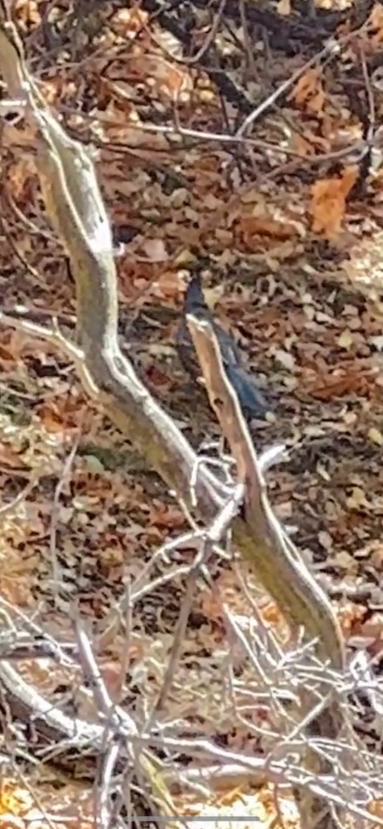 California Quail - ML641262250
