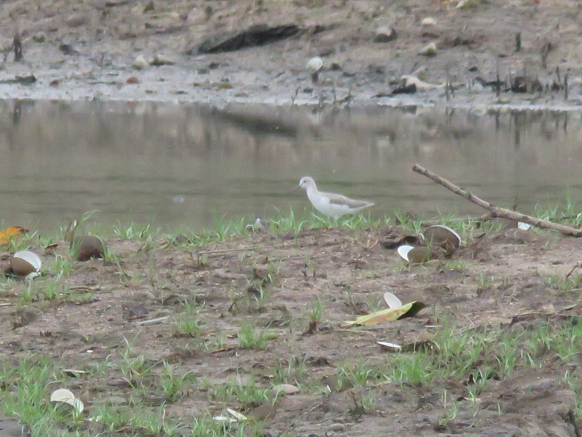 Terek Sandpiper - ML641262263