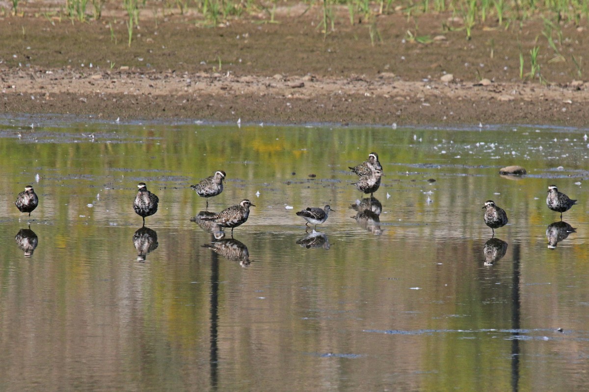 American Golden-Plover - ML641262279