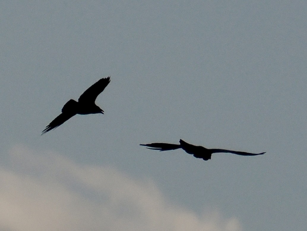 Common Raven - ML641262282
