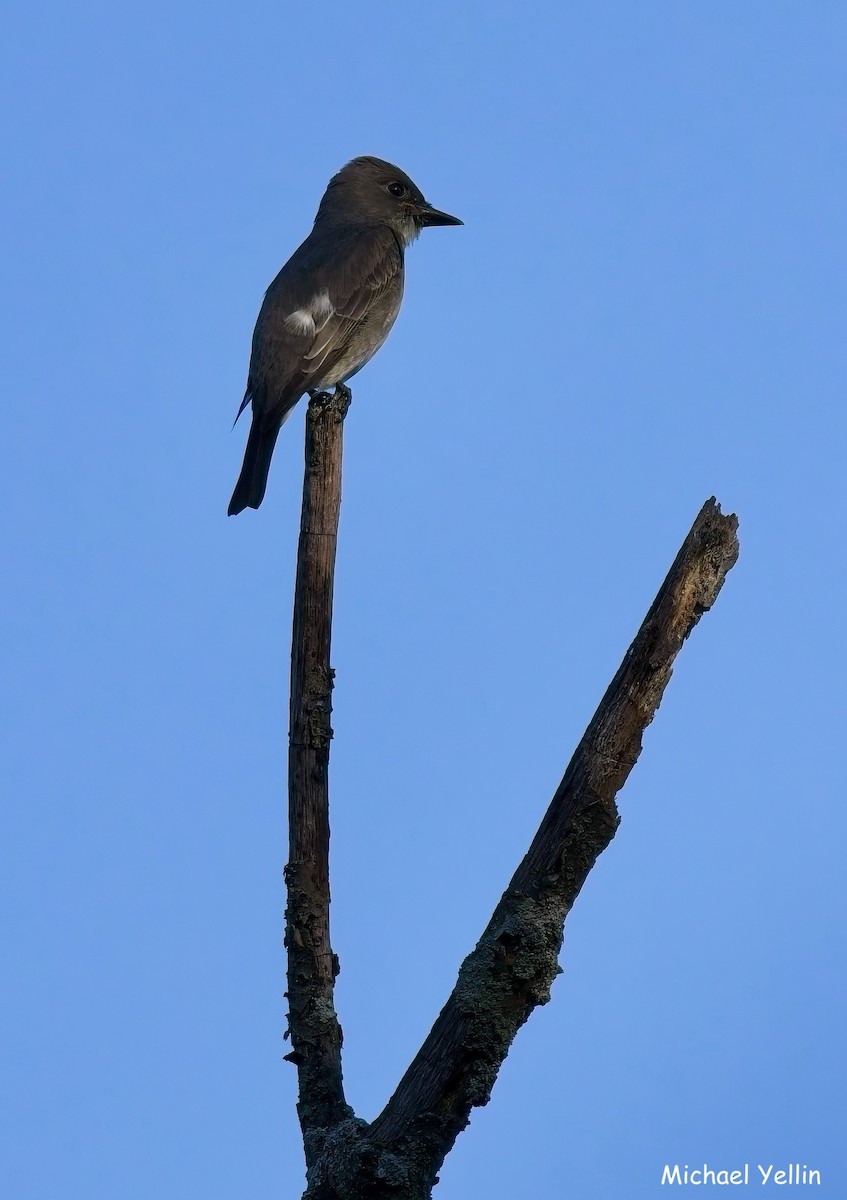 Olive-sided Flycatcher - ML641262283