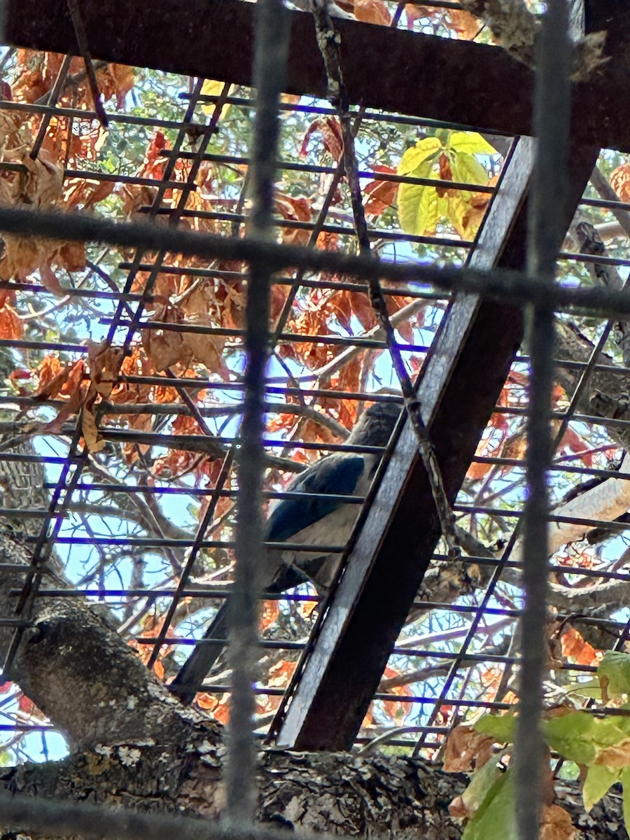 California Scrub-Jay - ML641262296