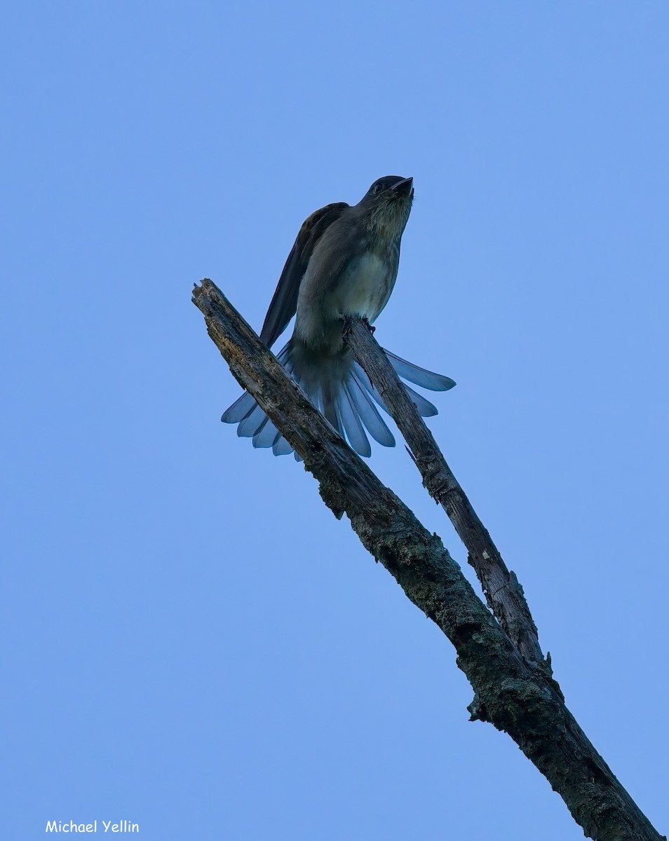 Olive-sided Flycatcher - ML641262299