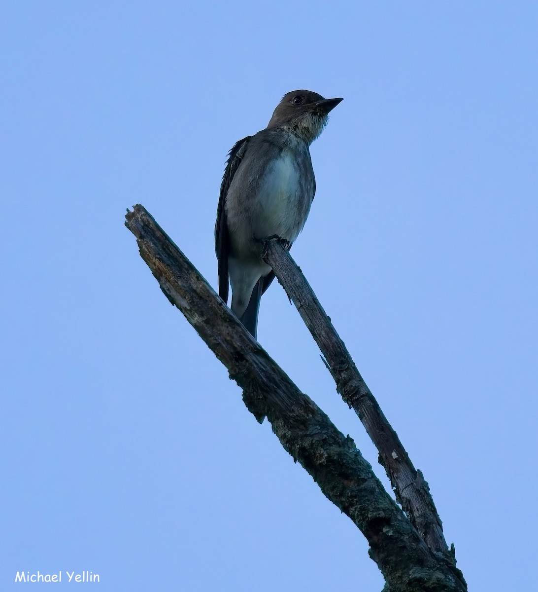 Olive-sided Flycatcher - ML641262301