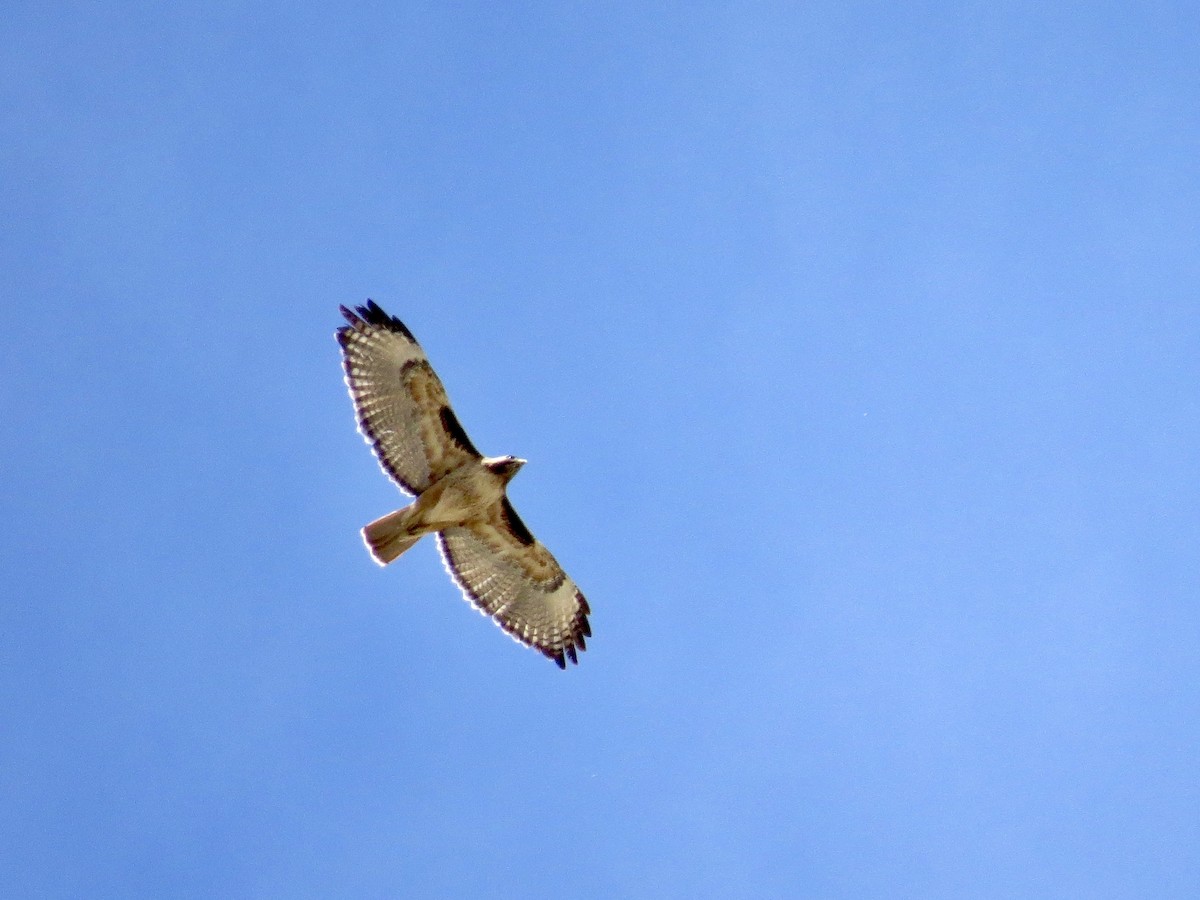 káně rudochvostá (ssp. calurus/alascensis) - ML641262316