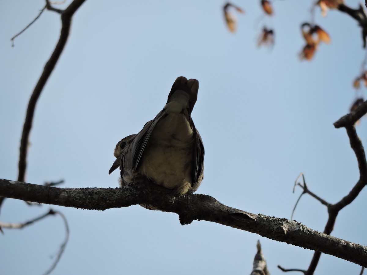 Mourning Dove - ML641262334