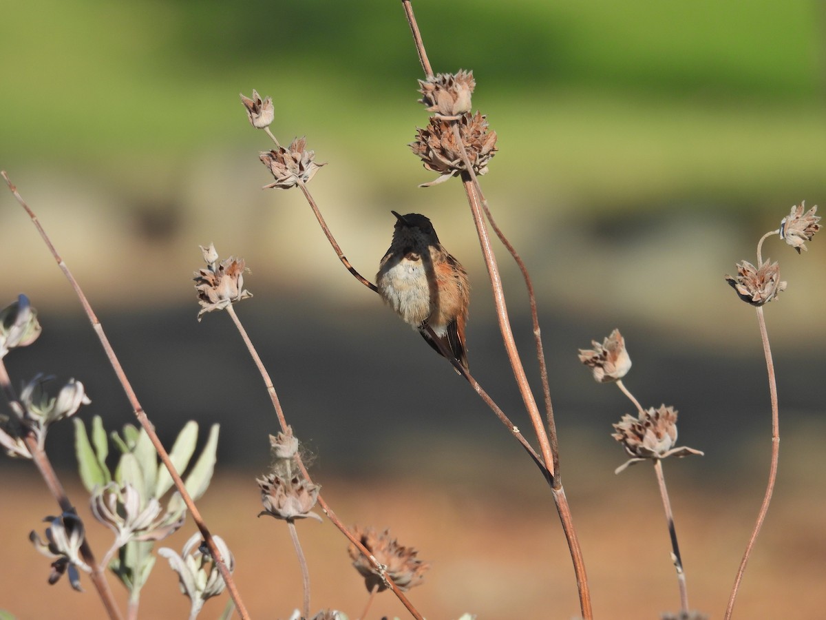 Allen's Hummingbird - ML641262338