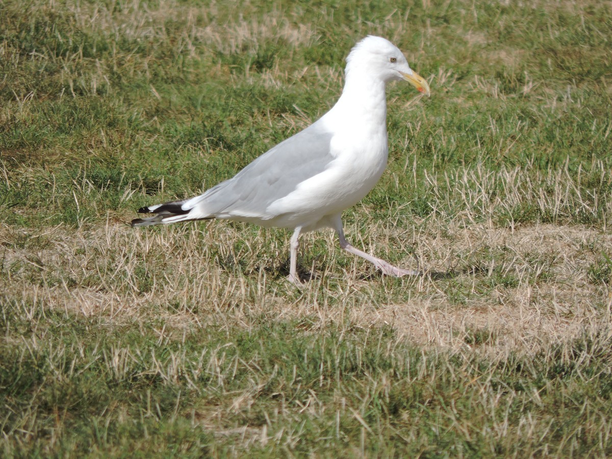 American Herring Gull - ML641262354