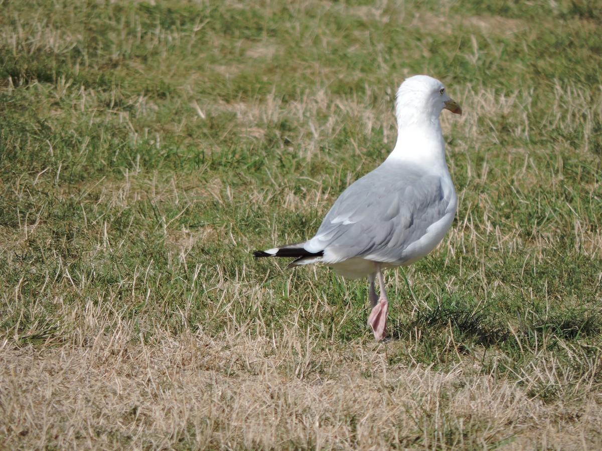 American Herring Gull - ML641262369