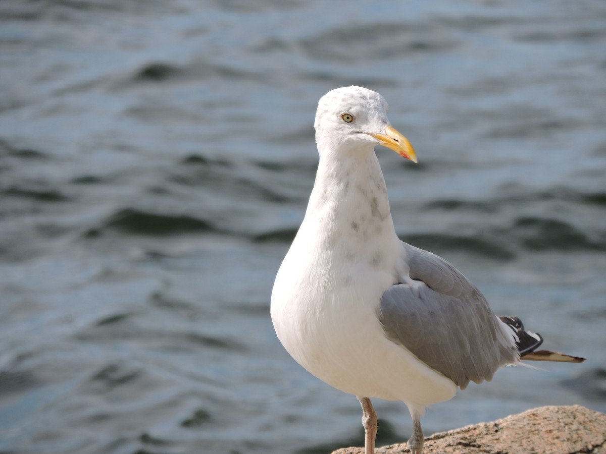 American Herring Gull - ML641262373