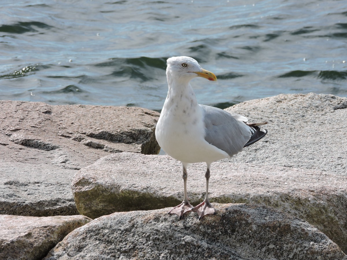 American Herring Gull - ML641262379
