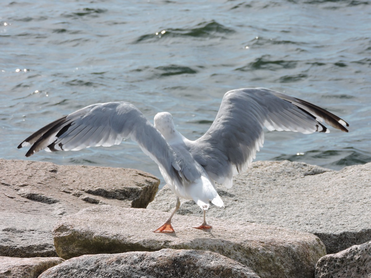 American Herring Gull - ML641262382