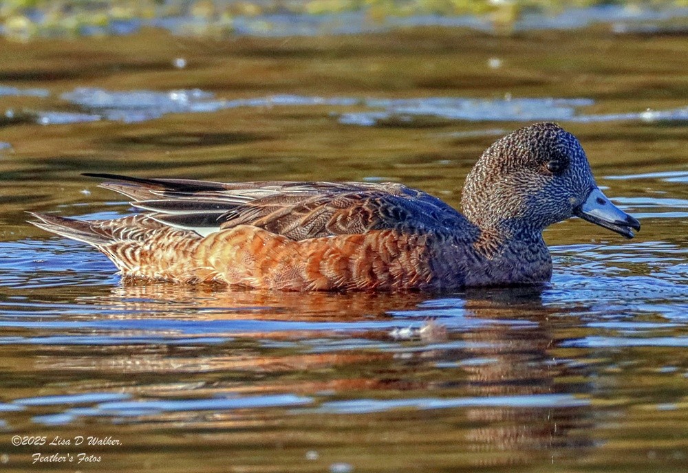 Canard d'Amérique - ML641262383