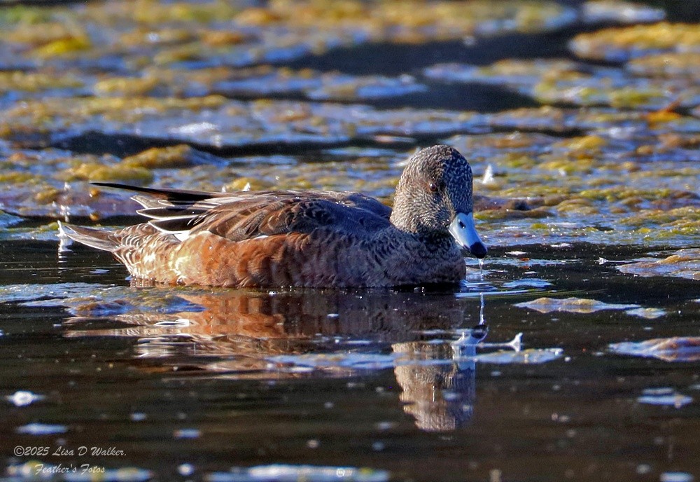 Canard d'Amérique - ML641262384
