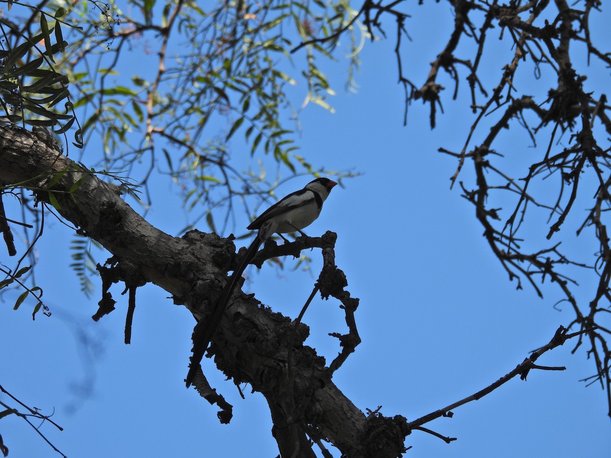 Pin-tailed Whydah - ML641262409