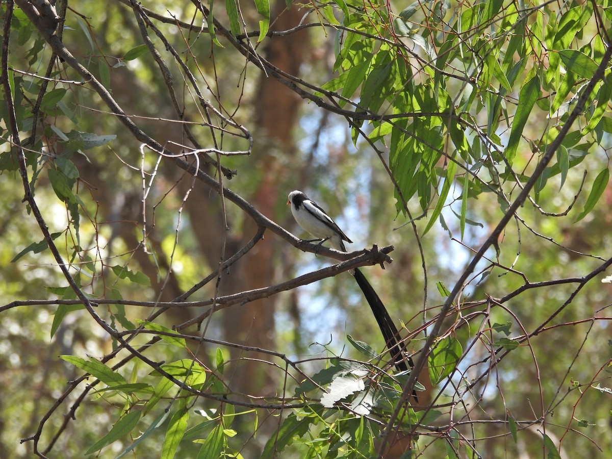Pin-tailed Whydah - ML641262410