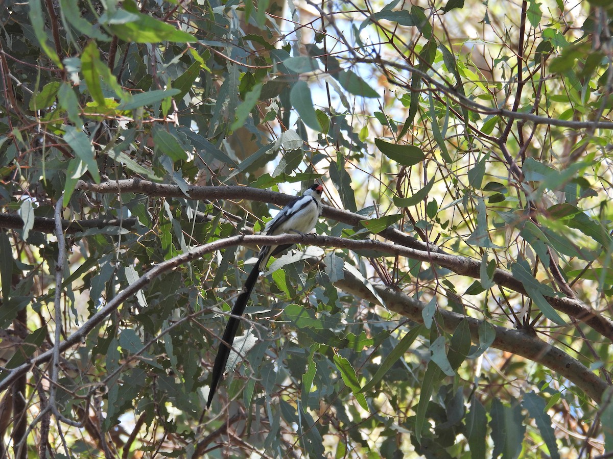 Pin-tailed Whydah - ML641262411