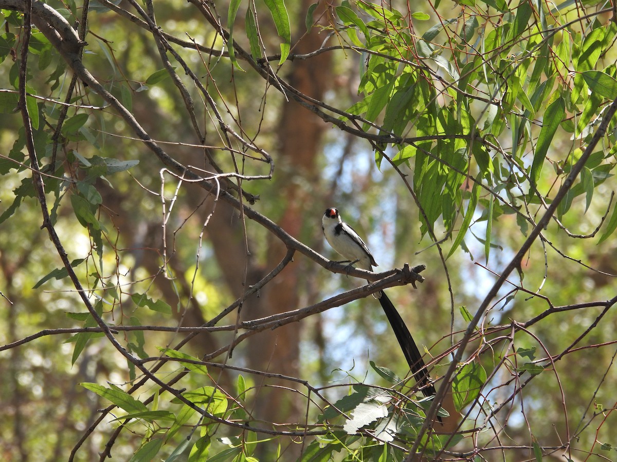 Pin-tailed Whydah - ML641262412