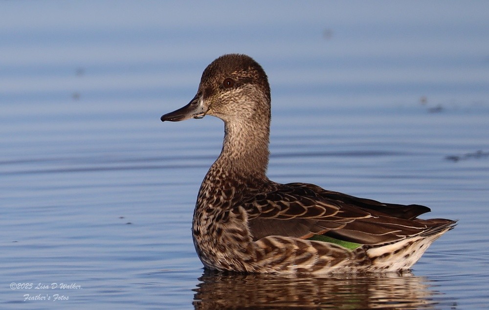 Green-winged Teal - ML641262418