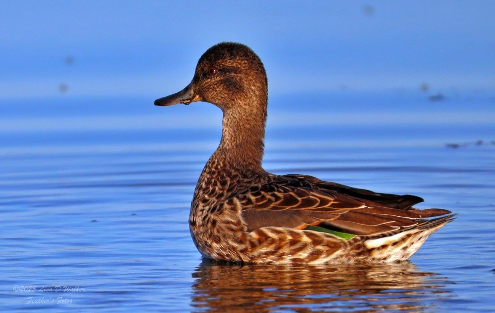 Green-winged Teal - ML641262419