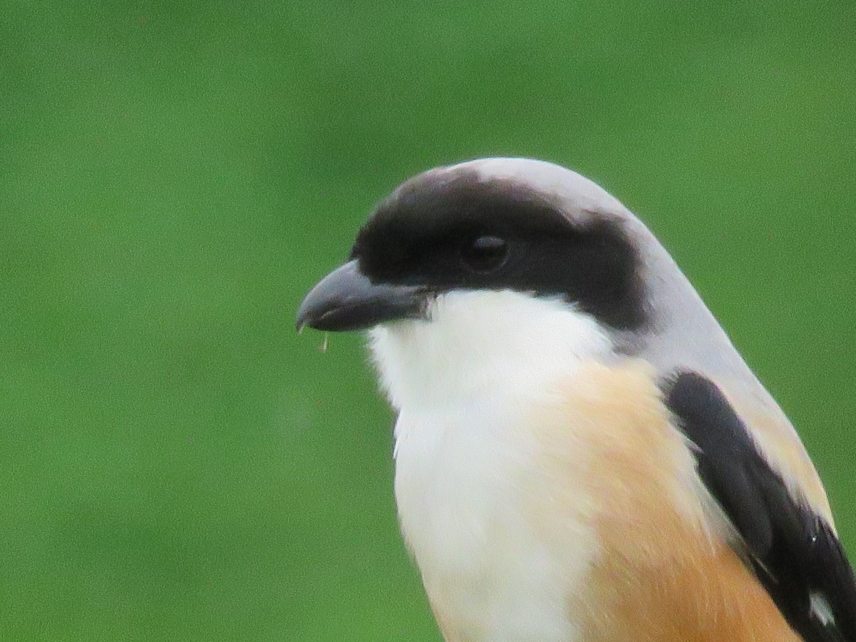 Long-tailed Shrike - ML641262429