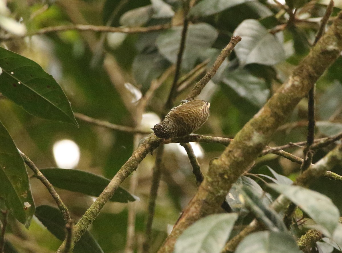Lafresnaye's Piculet - ML641262445