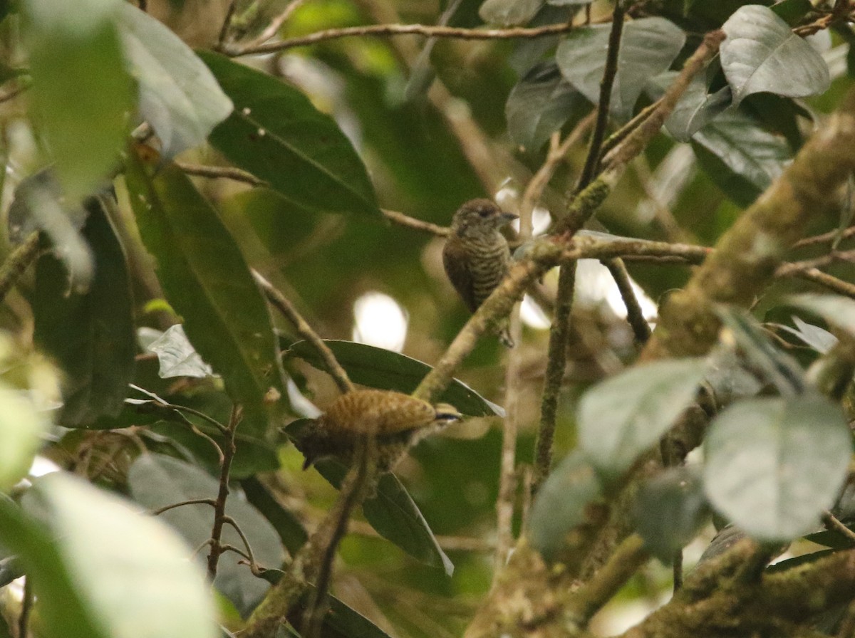 Lafresnaye's Piculet - ML641262446