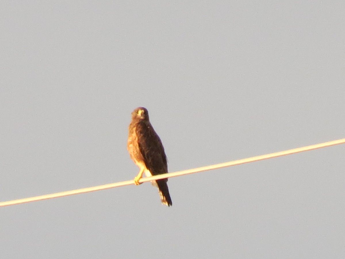 Swainson's Hawk - ML641262460