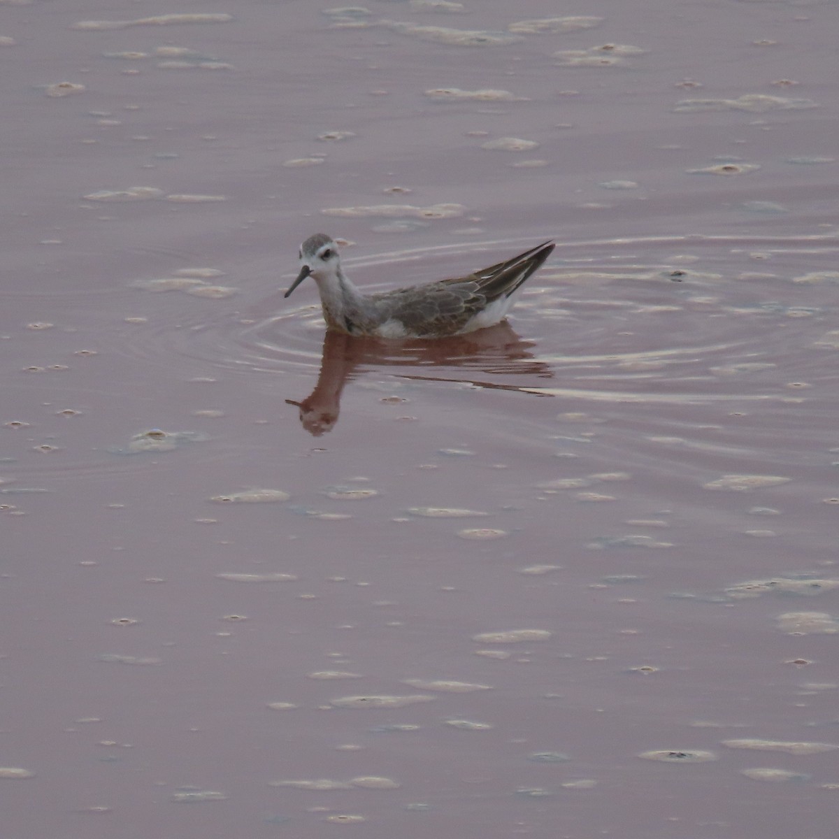 Wilson's Phalarope - ML641262477