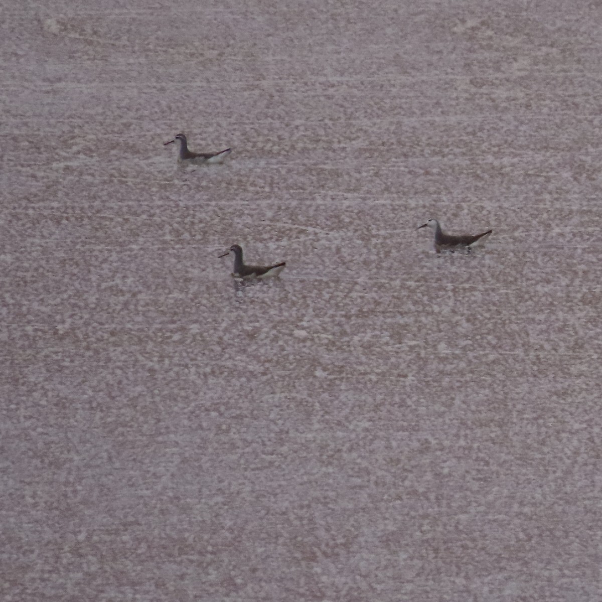Wilson's Phalarope - ML641262478