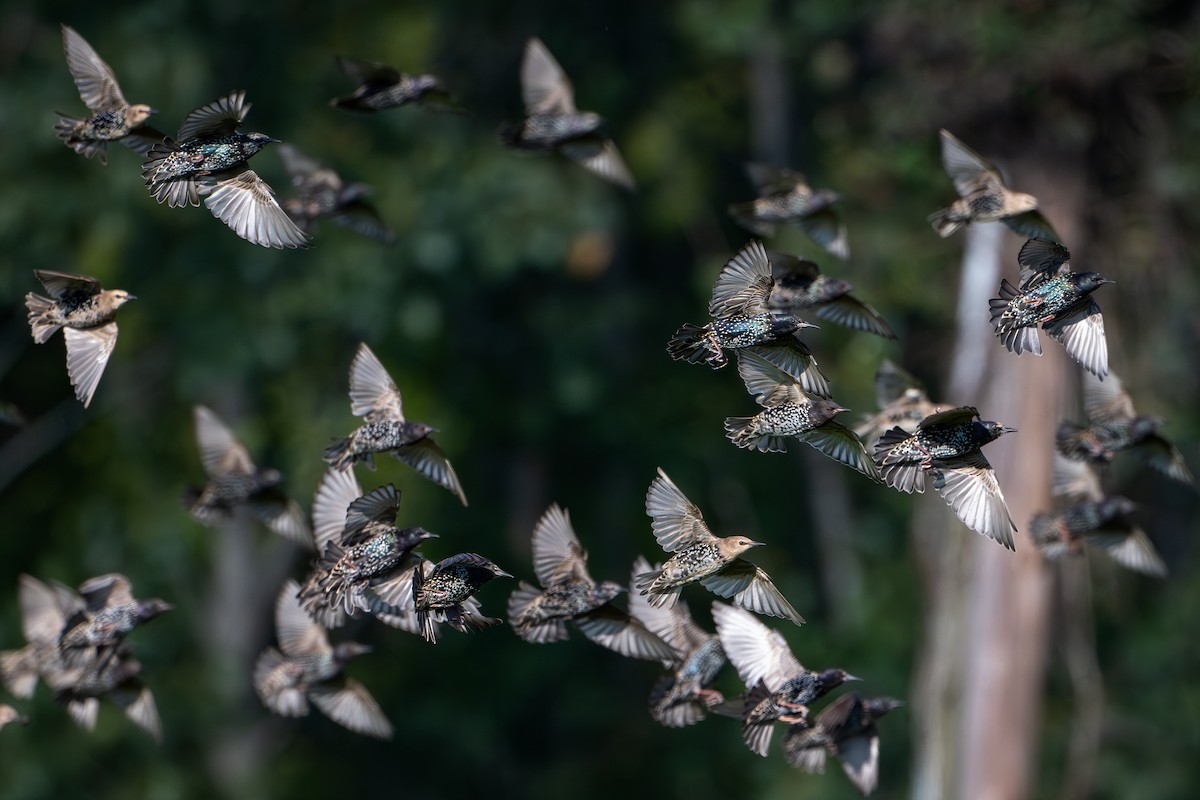 European Starling - ML641262484