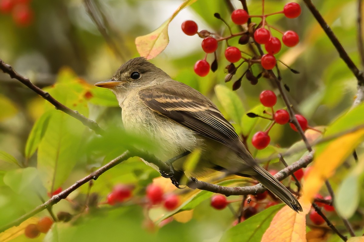 Willow Flycatcher - ML641262485