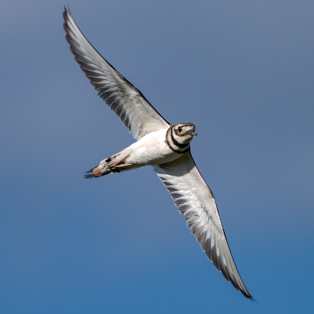 Killdeer - ML641262492
