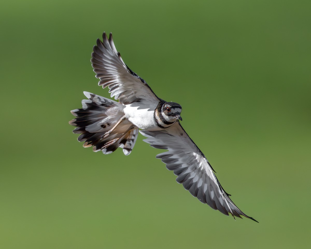 Killdeer - ML641262510